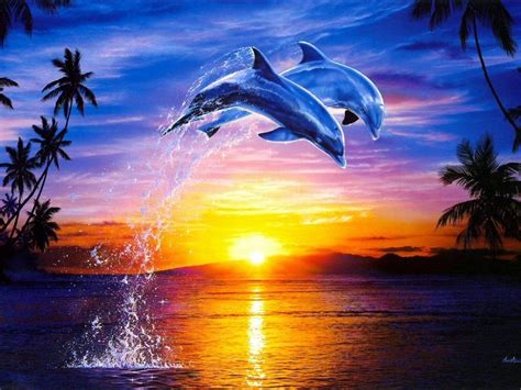 Dolphin Pictures Sunset