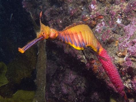 Weedy Sea Dragon - Seahorse Facts and Information