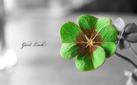 4-leaf 1080P, 2K, 4K, 5K HD wallpapers free download | Wallpaper Flare