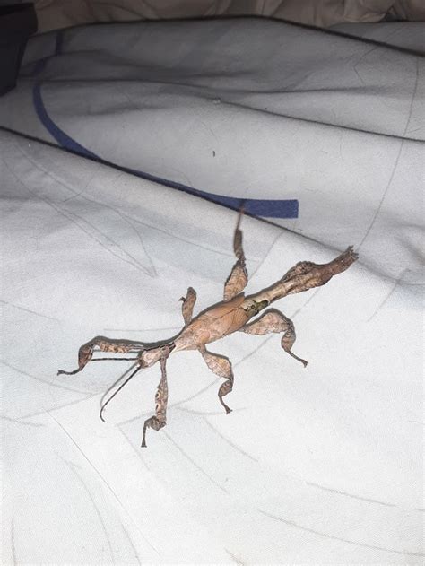 female stick bug baby : Stickinsects