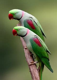 Alexandrine Parrot Facts, Behavior as Pets, Price, Pictures