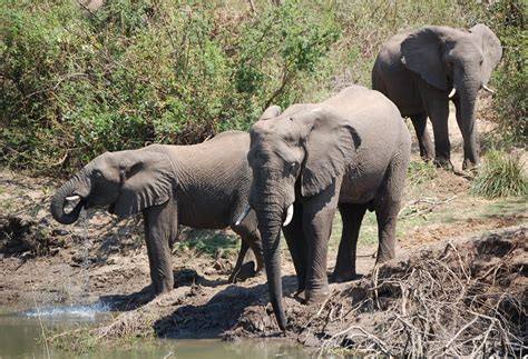 Heathers Mucky World: Zambian animals