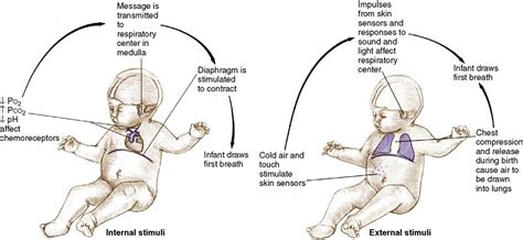 Physiologic Adaptation of the Newborn and Nursing Assessment | Nurse Key