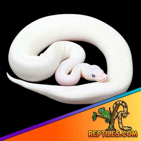 Blue eyed leucistic ball python for sale | Blue eye lucy for sale price