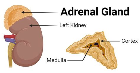 Adrenal Gland- Definition, Structure, Hormones, Functions, Disorders in 2021 | Adrenal glands ...