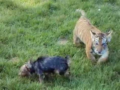 Tiger cub hunting a dog, they are just playing - YouTube