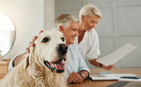 Pet Sitting Contract: Why It’s So Important, Where To Find One & What ...