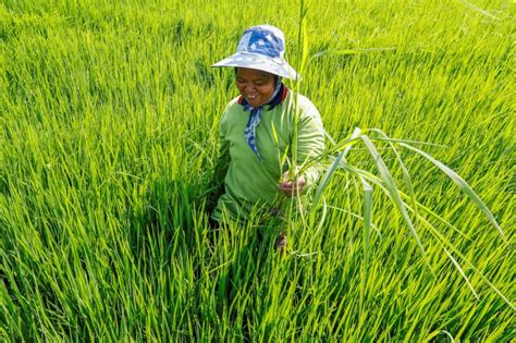 Regenerative Rice Farming in Thailand – Thai-German Cooperation