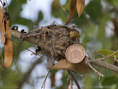 How small is a hummingbird nest?