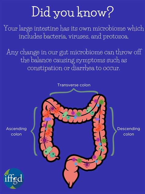 Disorders of the Large Intestine - About GI Motility