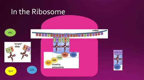 Ribosomal Dna Structure After Singer And Berg 1991