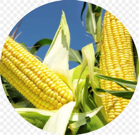 Corn Belt Genetically Modified Maize Agriculture Crop Yield, PNG, 840x817px, Corn Belt ...