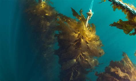 kelp farming | Photos | WWF