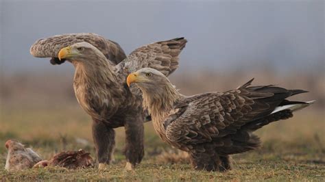 The Polish Eagle and everything it means to Poland - EXPATSPOLAND