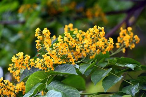 Burmese Rosewood or Angsana Flowers Blooming in Summer Stock Image - Image of aroma, flowers ...