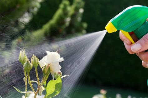 Best Insecticide for Your Vegetable Garden - Global Garden