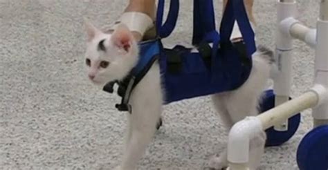 Abandoned Disabled Kitten Gets the Help He Needs and Learns How To Walk ...