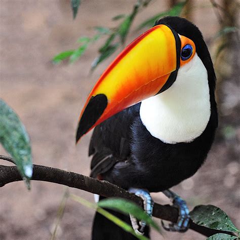 Nature is amazing ! The vivid colours of this toucan are incredible. We ...