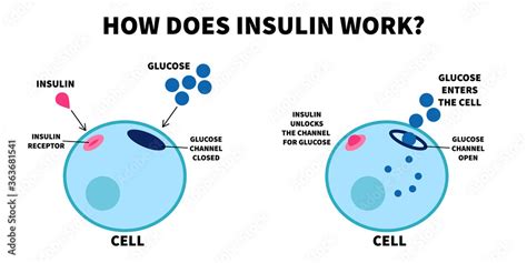 Flat vector illustration of importance of insulin. How does insulin ...