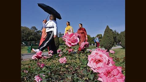 Chandigarh: 3-day Rose Festival to kick off from February 17 with array ...