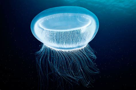 Fluorescent jellyfish proteins light up unconventional laser | New Scientist