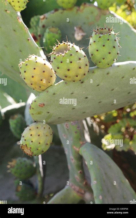 Tuna Cactus Fruit Stock Photo - Alamy