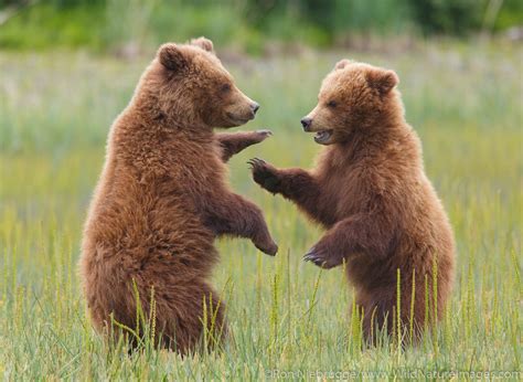 Brown Bear Cubs | Photos by Ron Niebrugge