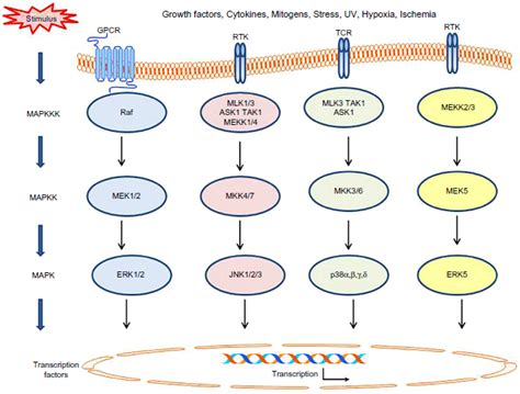 Simplified diagram depicting MAPK signaling. In mammals, the four major... | Download Scientific ...