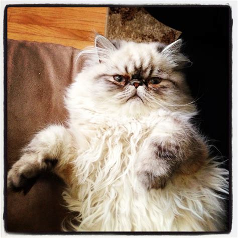 Persian Cat - Grumpy Teacup Persian Cats, Himalayan Persian Cats, Himalayan Cat, Persian Kittens ...