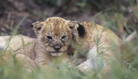 African Lion Life Cycle