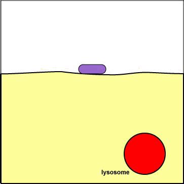 Endocytosis - Animation of Phagocytosis