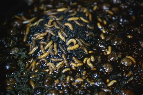 Are Maggots In Compost Bad? Should You Get Rid Of Them?