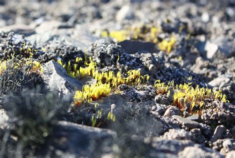 Antarctica's Ancient Mosses—the Toughest Plants on Earth—are Drying and Dying From Climate ...