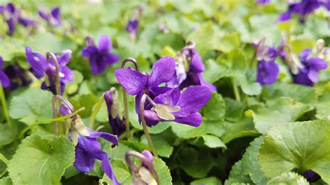 Wild Food: Violets - Wild Walks Southwest