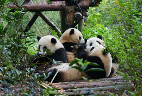 Half day Chengdu Panda Breeding Center Tour