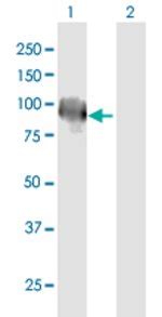 Anti-KELL Antibodies | Invitrogen