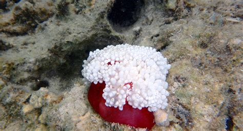 Snorkeling in Blue Bay Marine Park | Snorkeling in Mauritius