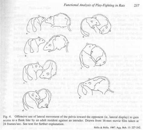 Norway Rat Behavior Repertoire