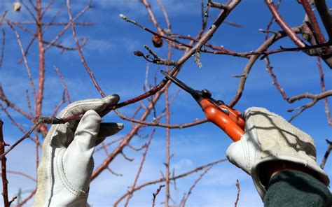 The Basics of Fruit Tree Pruning | 505 Outside