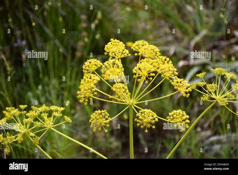 Yellow flowers of Thapsia villosa, inflorescence in compound umbel, spherical in shape. Located ...