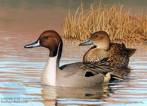 Northern Pintails by Nambroth on DeviantArt | Waterfowl art, Duck art, Wildlife paintings