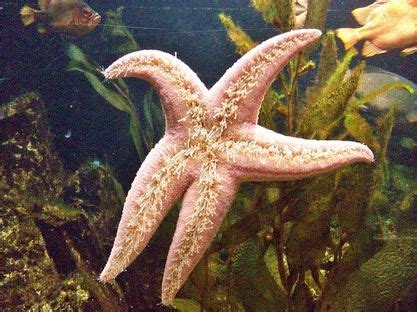 Pink Sea Star (Pisaster Brevispinus) - Skeletal System