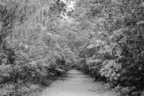 Magnolia Plantation & Gardens in Charleston, SC