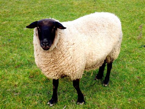 11 Gorgeous Black and White Sheep Breeds [With Pictures!] - Outdoor Happens