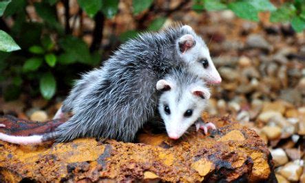 10 Reasons to Love Opossums | Opossum, Baby possum, Awesome possum