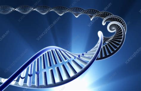 DNA Double Helix - Stock Image - C008/0008 - Science Photo Library