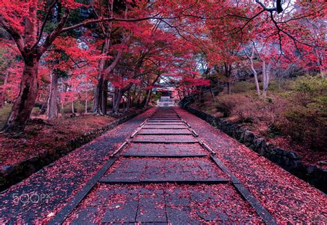 Autumn of Kyoto - 京都 毘沙門堂 | Landscape, Landscape photography, Kyoto