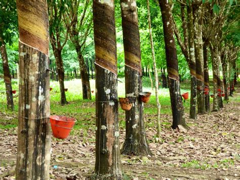 Liberia: Firestone Rubber Tree Plantation – Travel2Unlimited