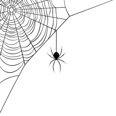 3,800+ Spider Web Corner Stock Photos, Pictures & Royalty-Free Images - iStock