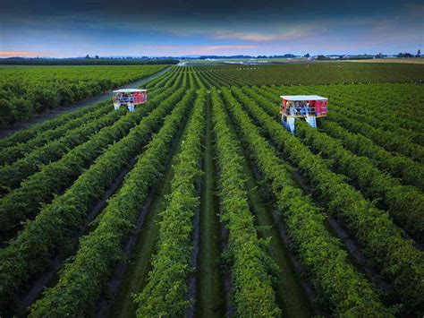 Marionberries: What They Are, How They’re Grown, and Why They’re So Prized